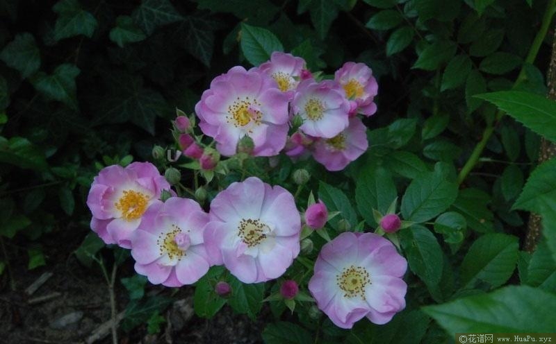 ​苹果花月季的优缺点