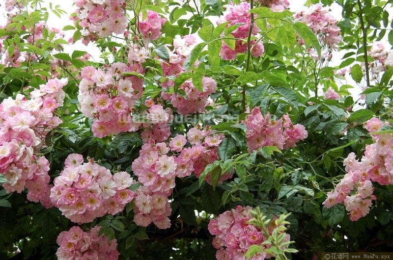 ​苹果花月季的优缺点