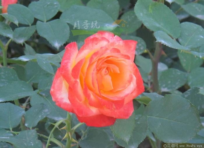 一流小姐/女主角月季的优缺点