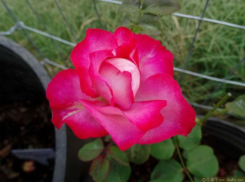 世界花园月季的优缺点