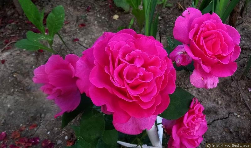 丰腴美人/花园女王/旺达·菲拉格慕月季的优缺点