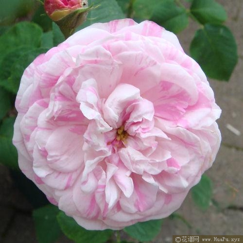 乡村女佣月季的优缺点