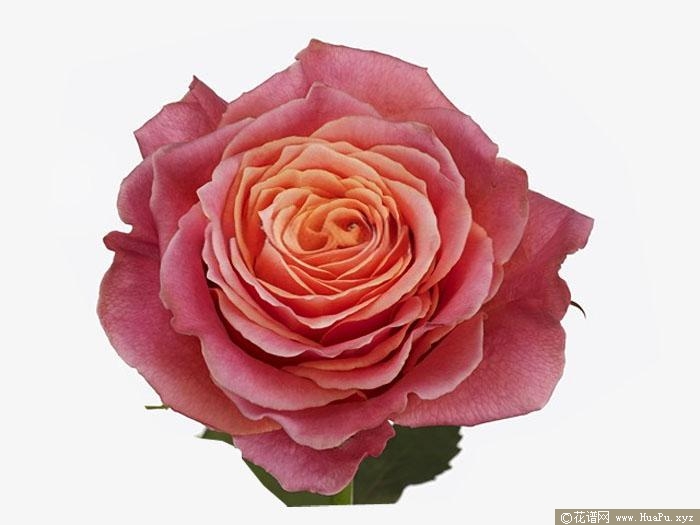 乡村花园月季的优缺点
