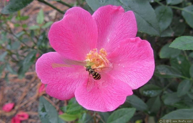 人面桃花月季的优缺点