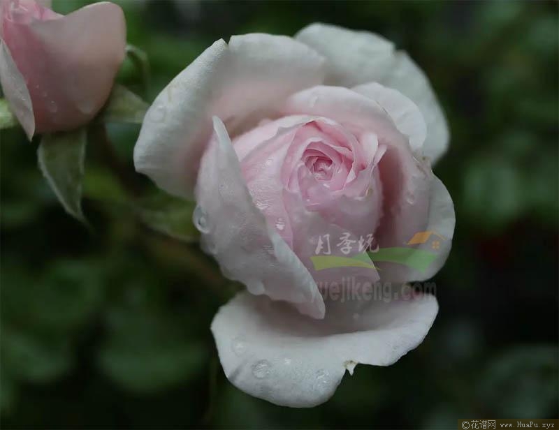 仙路月季的优缺点