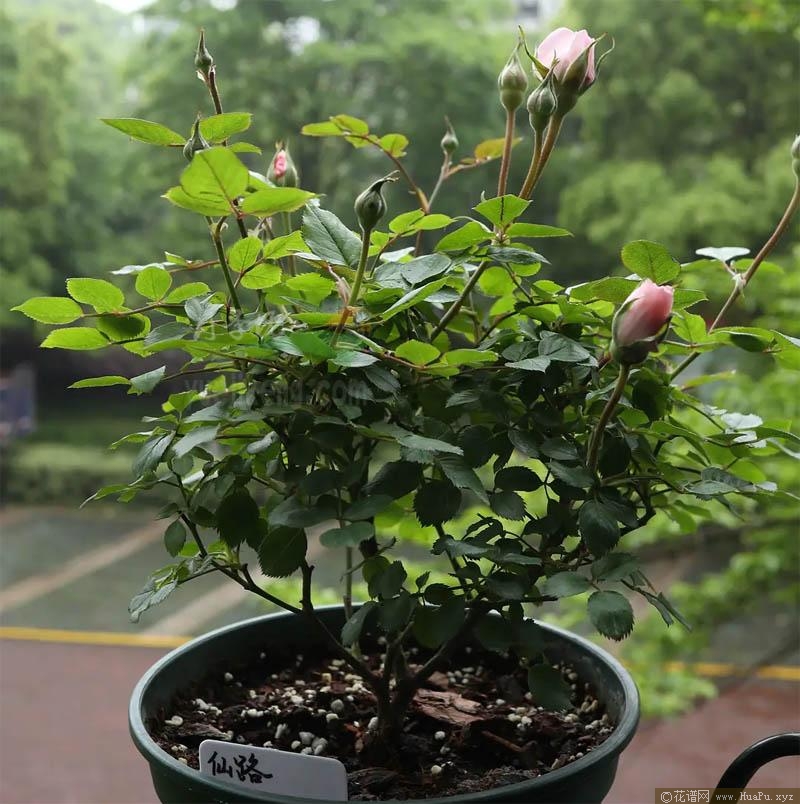 仙路月季的优缺点