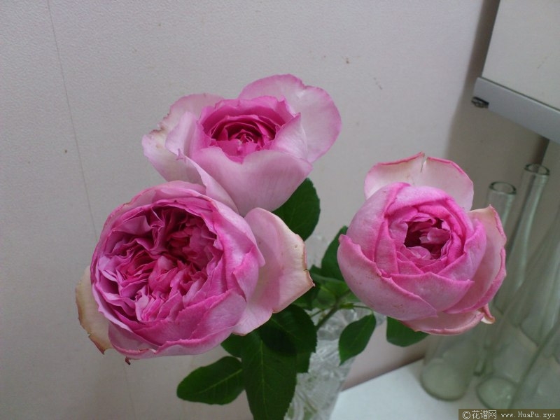 伊芙IM月季的优缺点