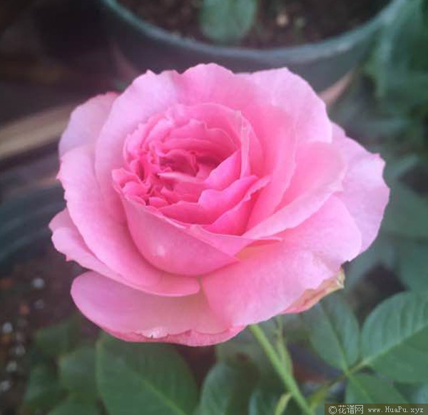 伊芙一号/伊芙唯一月季的优缺点