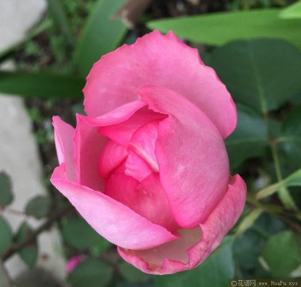 伊芙一号/伊芙唯一月季的优缺点