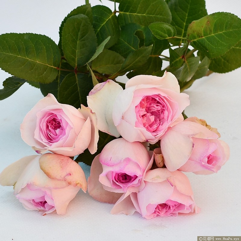 伊芙乙女心月季的优缺点
