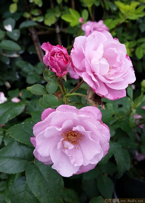 伊芙乙女心月季的优缺点