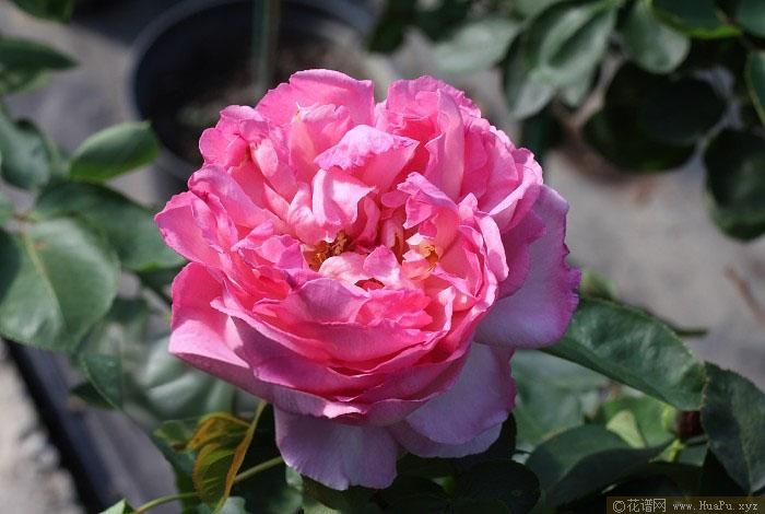 伊芙五号月季的优缺点