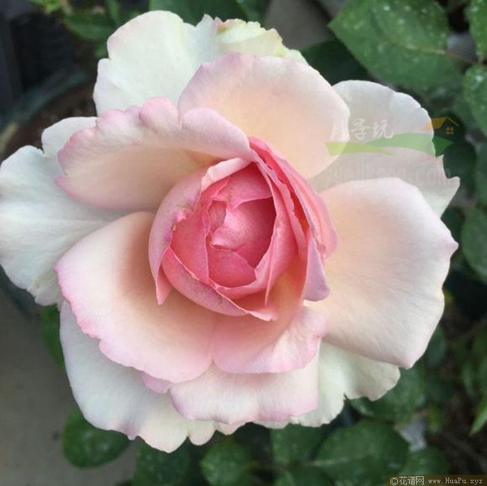 伊芙五号月季的优缺点