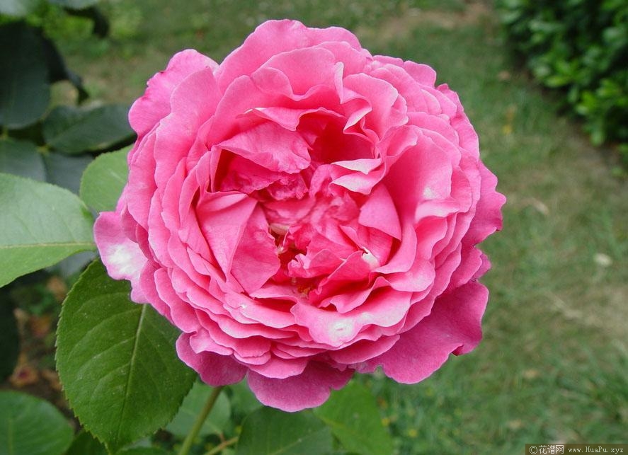 伊芙伯爵月季的优缺点