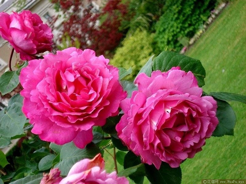 伊芙伯爵月季的优缺点