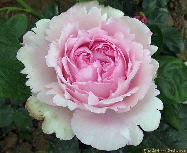 伊芙光月季的优缺点