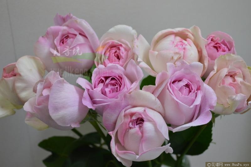 伊芙光月季的优缺点