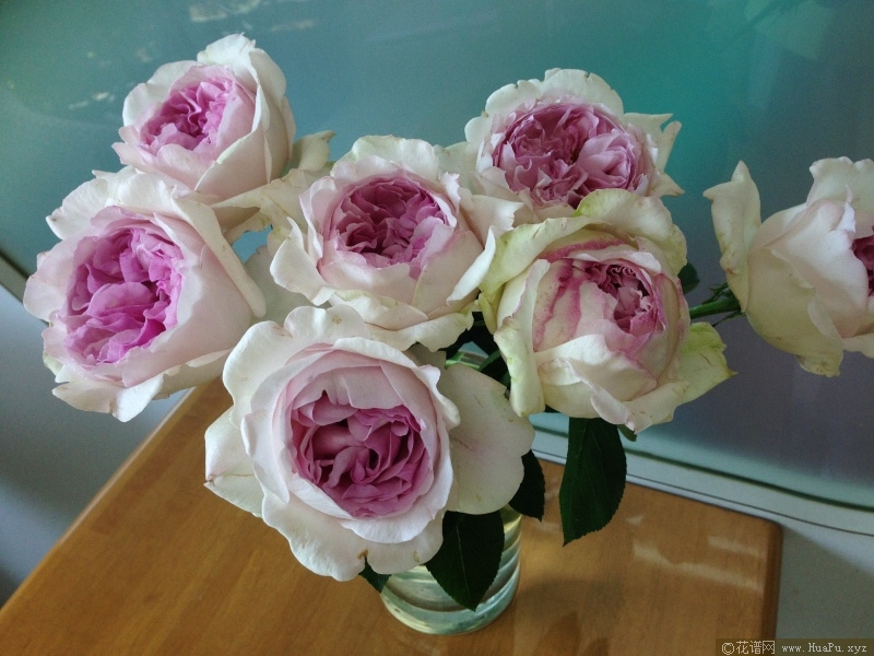 伊芙克莱尔月季的优缺点