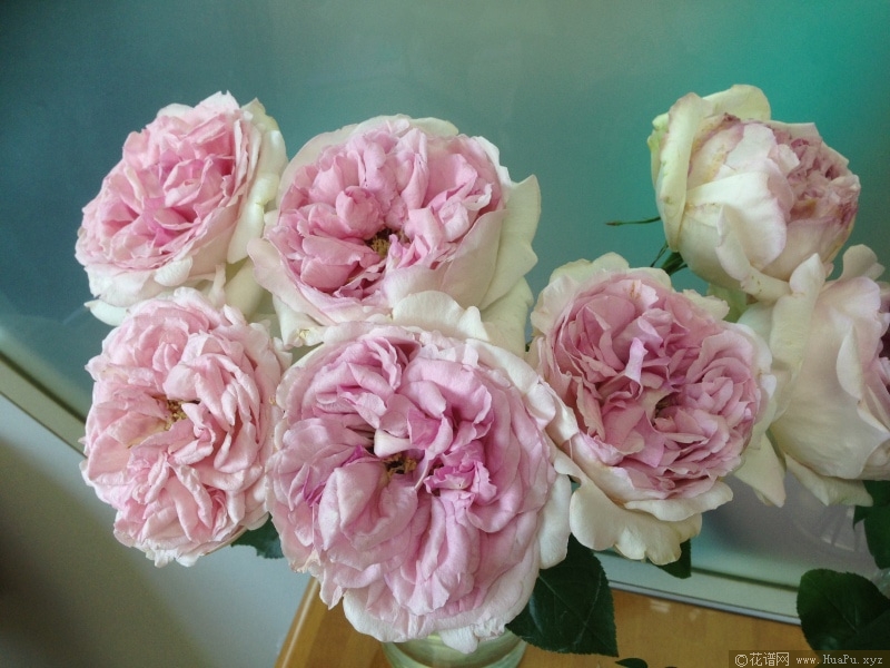 伊芙克莱尔月季的优缺点
