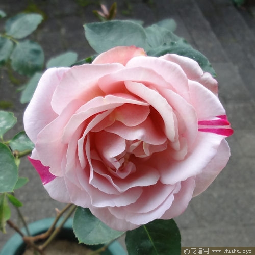 伊芙六号月季的优缺点