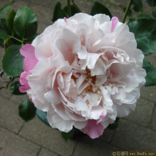 伊芙六号月季的优缺点