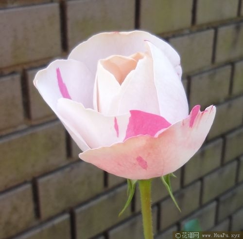 伊芙六号月季的优缺点
