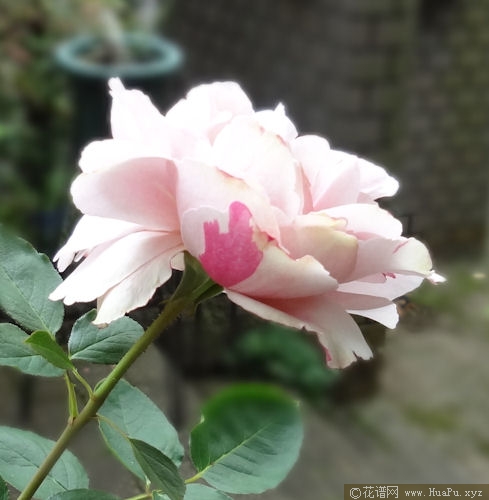 伊芙六号月季的优缺点