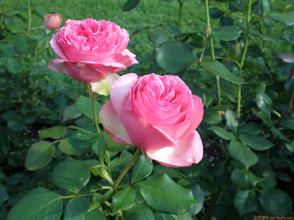 伊芙华尔兹梦月季的优缺点