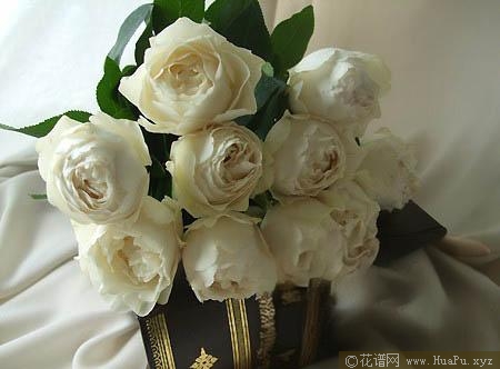 伊芙卡勒姆/克拉姆/皇家婚礼月季的优缺点