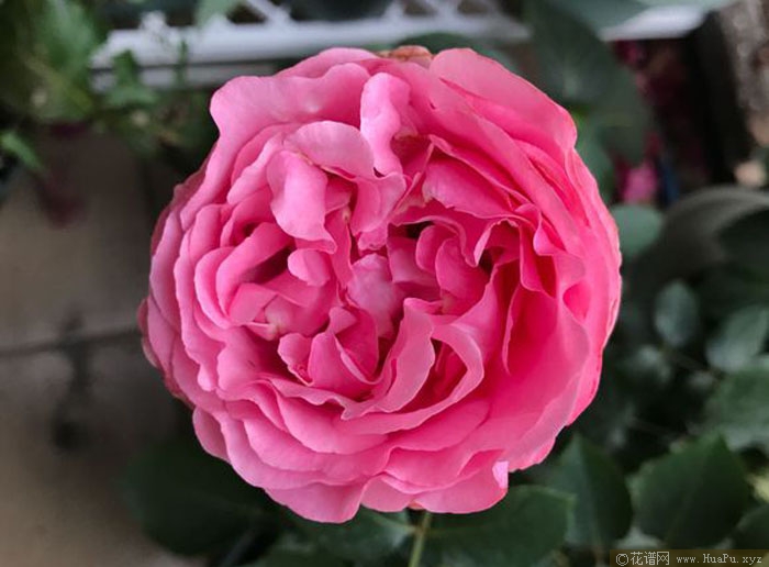 伊芙卡隆月季的优缺点