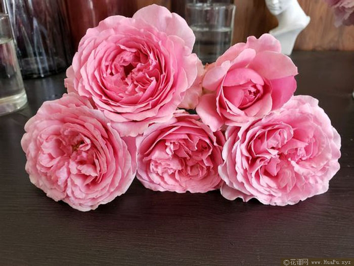 伊芙卡隆月季的优缺点