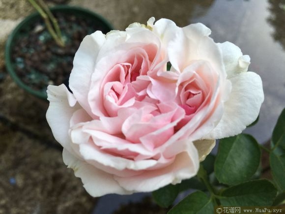 伊芙口红诱惑月季的优缺点