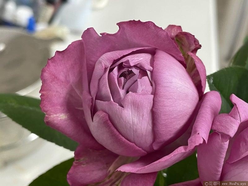 伊芙噗噜噗噜月季的优缺点
