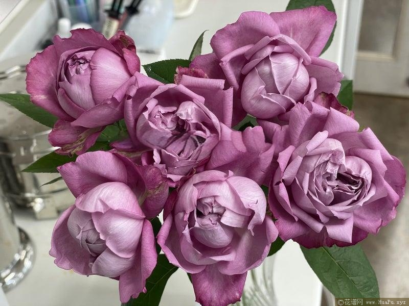 伊芙噗噜噗噜月季的优缺点
