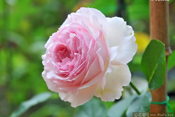 伊芙四号/四度芳香/四度芬芳月季的优缺点
