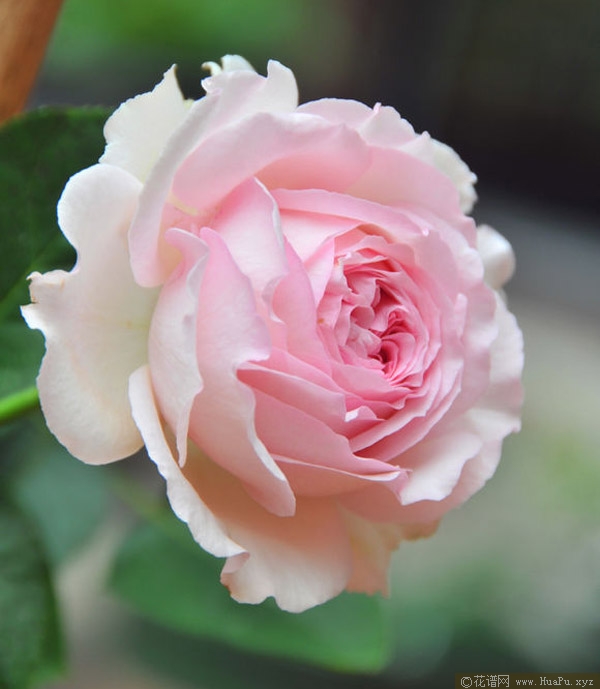 伊芙四号/四度芳香/四度芬芳月季的优缺点