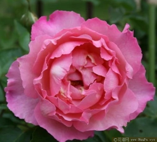 伊芙夏娃/伊芙三号月季的优缺点