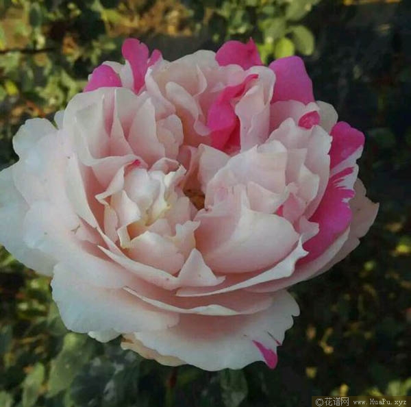 伊芙大理石冻糕月季的优缺点