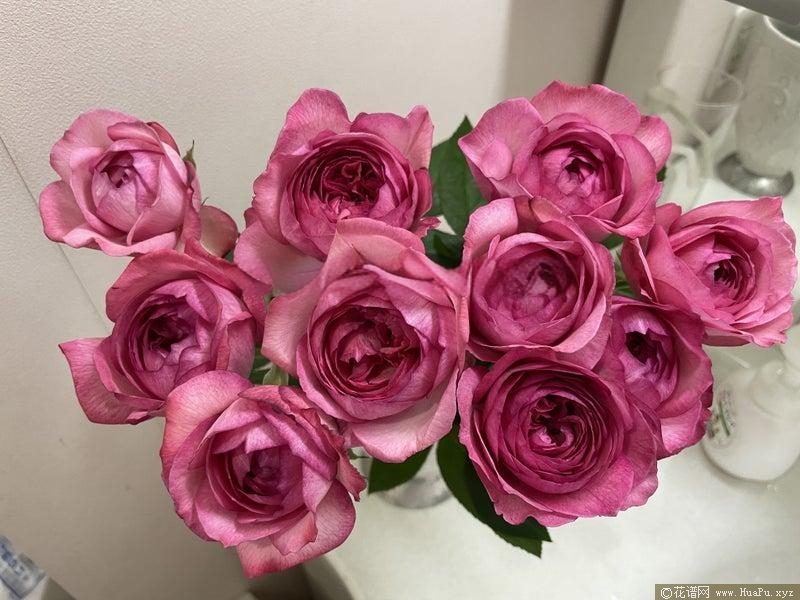 伊芙妖艳月季的优缺点