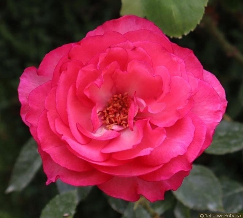 伊芙妖艳月季的优缺点