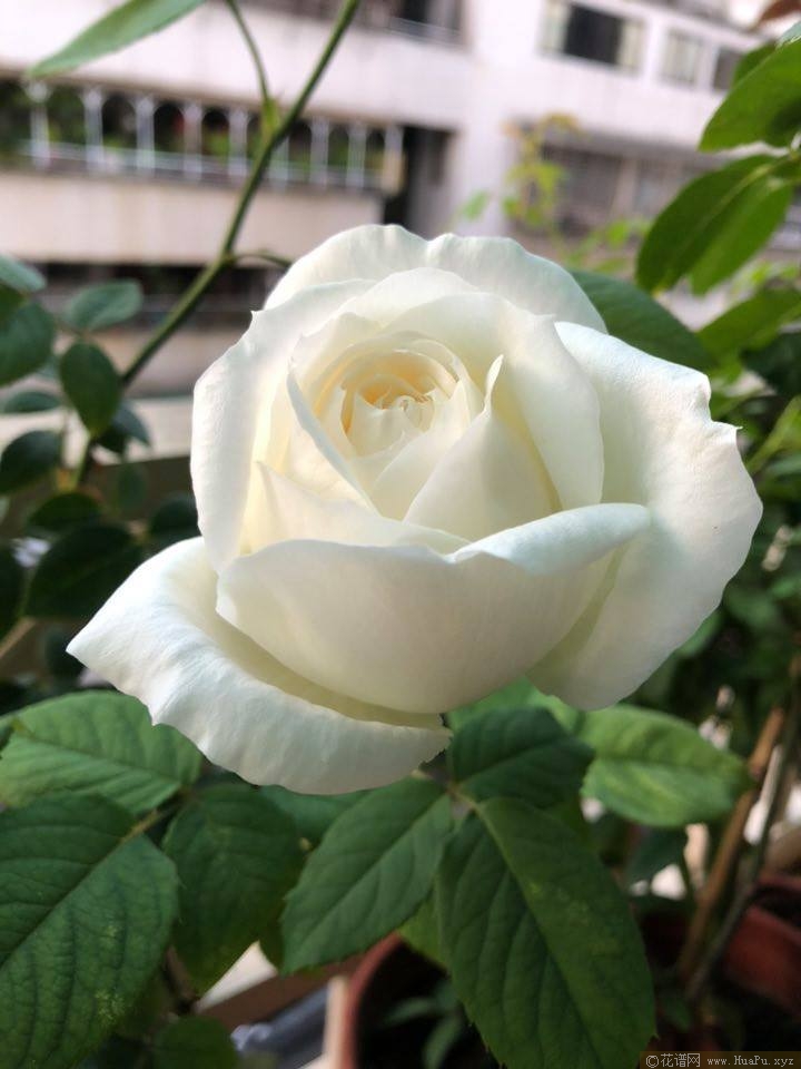 伊芙婚礼之路月季的优缺点