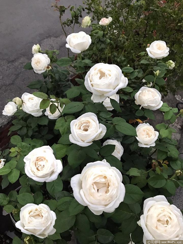 伊芙婚礼之路月季的优缺点