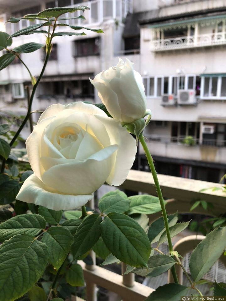 伊芙婚礼之路月季的优缺点