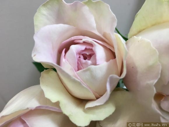 伊芙感谢香水/慈悲香水月季的优缺点