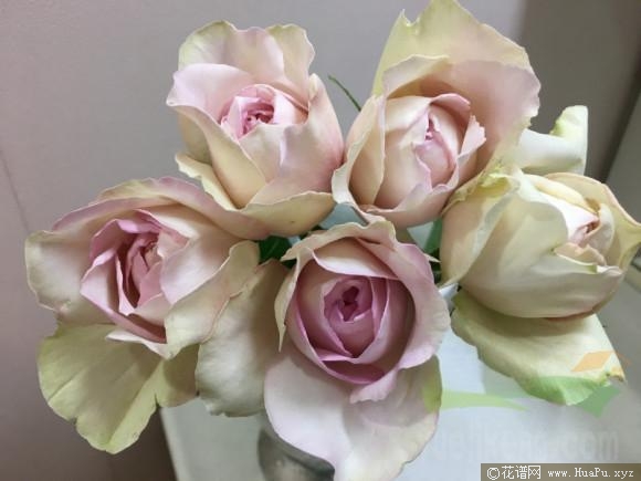 伊芙感谢香水/慈悲香水月季的优缺点