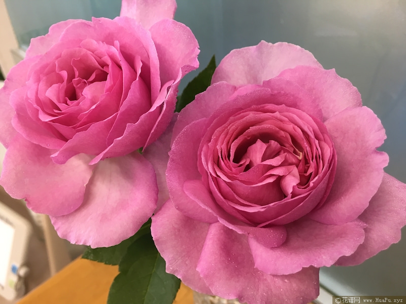 伊芙旋转香水/图瓦香水月季的优缺点