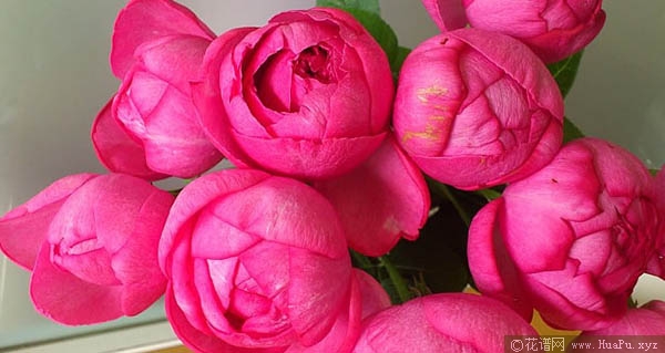 伊芙日出月季的优缺点