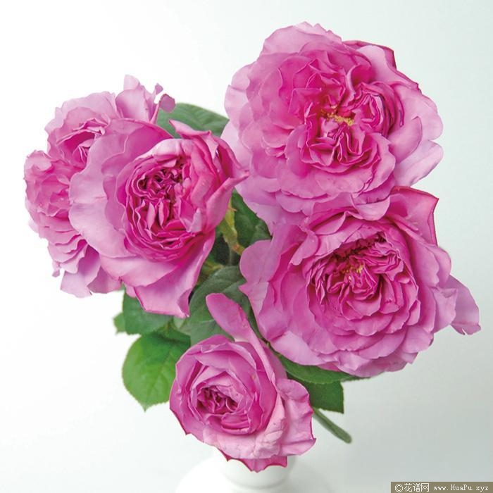 伊芙月读/月见月季的优缺点