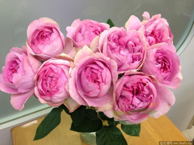 伊芙桃花/伊芙桃色月季的优缺点
