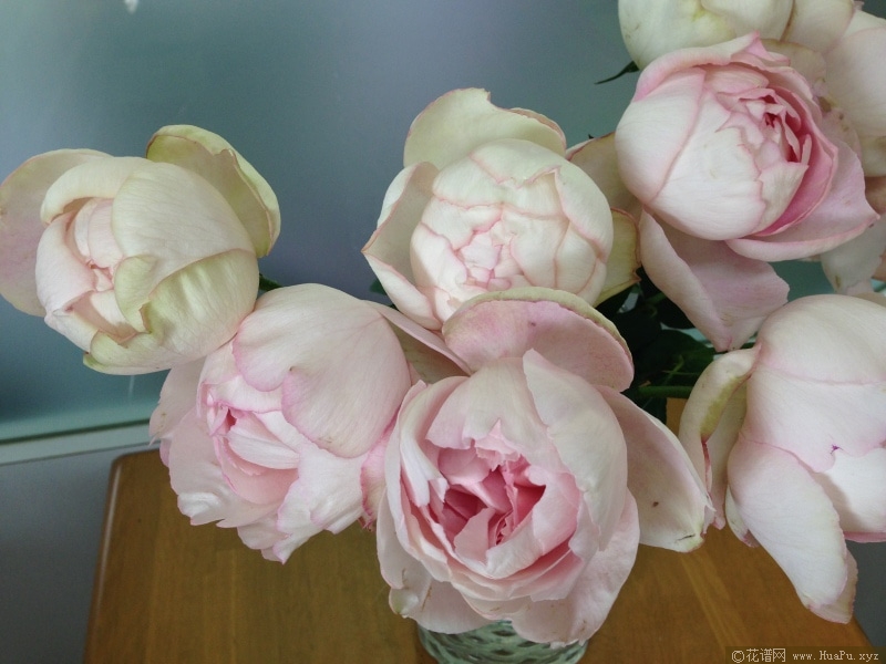伊芙玛丽伯爵/玛利亚伯爵月季的优缺点